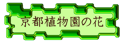 京都植物園の花