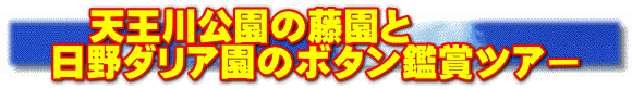 　天王川公園の藤園と 日野ダリア園のボタン鑑賞ツアー