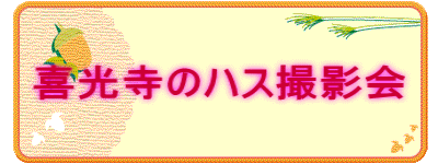 喜光寺のハス撮影会