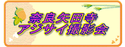 奈良矢田寺 アジサイ撮影会