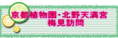 京都植物園・北野天満宮 　　梅見訪問