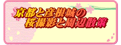 京都と彦根城の 　桜撮影と周辺散策 