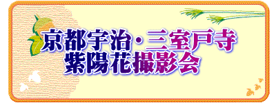 京都宇治・三室戸寺 　紫陽花撮影会