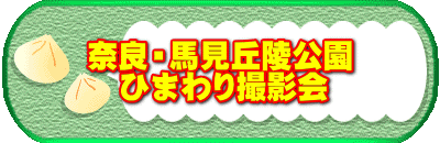 奈良・馬見丘陵公園 　ひまわり撮影会