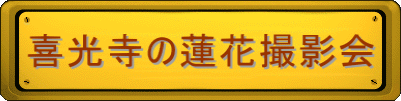 喜光寺の蓮花撮影会