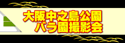 大阪中之島公園 　バラ園撮影会